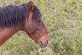 Wild Horse Side Portrait Royalty Free Stock Photo