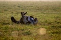 Wild horse sleeping in the meadow on foggy summer morning Royalty Free Stock Photo