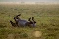 Wild horse sleeping in the meadow on foggy summer morning Royalty Free Stock Photo