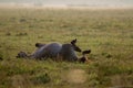 Wild horse sleeping in the meadow on foggy summer morning Royalty Free Stock Photo