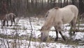 Wild horse in a snowy forest