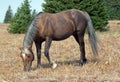 Wild Horse Sooty colored Palomino Stallion grazing in the Pryor Mountain Wild Horse range in Montana Royalty Free Stock Photo