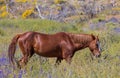 Wild Horse in the Arizona Desert in Springtime Royalty Free Stock Photo