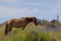 Wild Horse in Springtime in the Arizona Desert Royalty Free Stock Photo