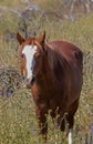 Wild Horse in Springtime in the Arizona Desert Royalty Free Stock Photo