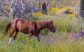 Wild Horse in Springtime in the Arizona Desert Royalty Free Stock Photo