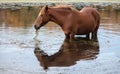 Wild horse stallion grazing on eel grass in the Salt River near Phoenix Arizona USA Royalty Free Stock Photo