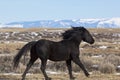 Wild horse stallion running in Wyoming