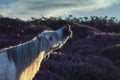 Wild Horse Stallion Sniffing Air, Flehmen Response