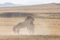 Wild Horse Stallions Fighitng in the Utah Desert