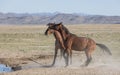 Wild Horse Stallions Fighting Royalty Free Stock Photo