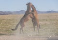 Wild Horse Stallions Fighting Royalty Free Stock Photo