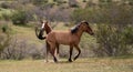 Wild horse stallions fighting in the Salt River desert near Scottsdale Arizona USA Royalty Free Stock Photo