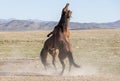 Wild Horse Stallions Fighting in Utah