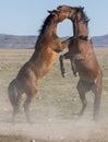 Wild Horse Stallions Fighting in Utah