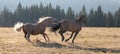Wild Horse Stallions running while fighting in the Pryor Mountains Wild Horse Range in Montana in the USA Royalty Free Stock Photo