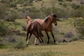 Wild horse stallions running and fighting in the springtime desert in the Salt River wild horse management area near Mesa Arizona Royalty Free Stock Photo