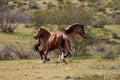 Wild horse stallions running and fighting in the springtime desert in the Salt River wild horse management area near Mesa Arizona Royalty Free Stock Photo