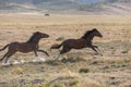 Wild Horse Stallions Running Royalty Free Stock Photo