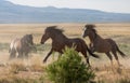 Wild Horse Stallions Running in Utah Royalty Free Stock Photo