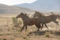 Wild Horse Stallions Running in Utah Royalty Free Stock Photo