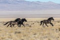 Wild Horse Stallions Running Royalty Free Stock Photo