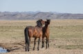 Wild Horse Stallions Sparring Royalty Free Stock Photo