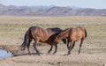 Wild Horse Stallions Sparring in Utah