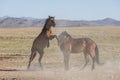 Wild Horse Stallions Sparring in Utah