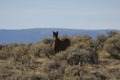 Wild horse standing alone Royalty Free Stock Photo