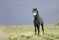 Wild horse standing alone Royalty Free Stock Photo