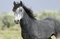 Wild horse standing alone Royalty Free Stock Photo