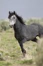 Wild horse standing alone Royalty Free Stock Photo