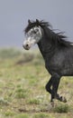 Wild horse standing alone