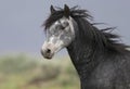 Wild horse standing alone