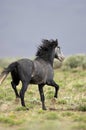 Wild horse standing alone