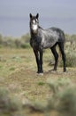 Selvaggio un cavallo in piedi 