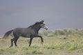 Wild horse standing alone Royalty Free Stock Photo