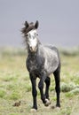 Wild horse standing alone Royalty Free Stock Photo