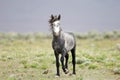 Wild horse standing alone Royalty Free Stock Photo