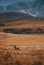 Wild horse standing at the lake in the mountains. Altai valley