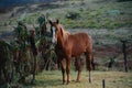 Wild horse standing by the plants. Royalty Free Stock Photo