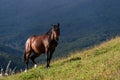 Wild horse standing on a sunny hillside in Cerro Alarken Nature Reserve, Ushuaia, Argentina Royalty Free Stock Photo