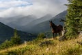 Wild horse standing on a sunny hillside in Cerro Alarken Nature Reserve, Ushuaia, Argentina Royalty Free Stock Photo