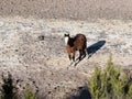 Wild Horse Straing