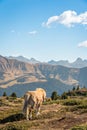 Wild horse strolling in the Dolomites