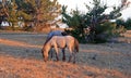 Wild Horse at sunset - Blue Roan Colt on Tillett Ridge in the Pryor Mountains of Montana USA
