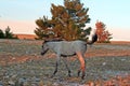 Wild Horse at sunset - Blue Roan Colt on Tillett Ridge in the Pryor Mountains of Montana USA