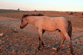 Wild Horse at sunset - Blue Roan Colt on Tillett Ridge in the Pryor Mountains of Montana USA