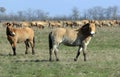 Wild horse-tarpan Royalty Free Stock Photo